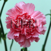 wholesale pink nelson carnations-nationalflowermart.com